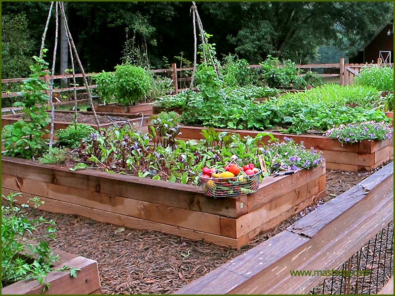 Kitchen Garden Kit (गृहवाटिका किट)