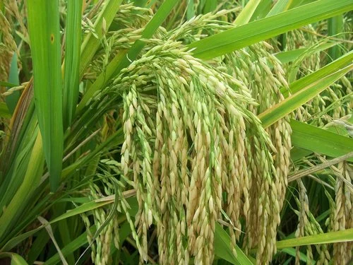 Paddy (धान)